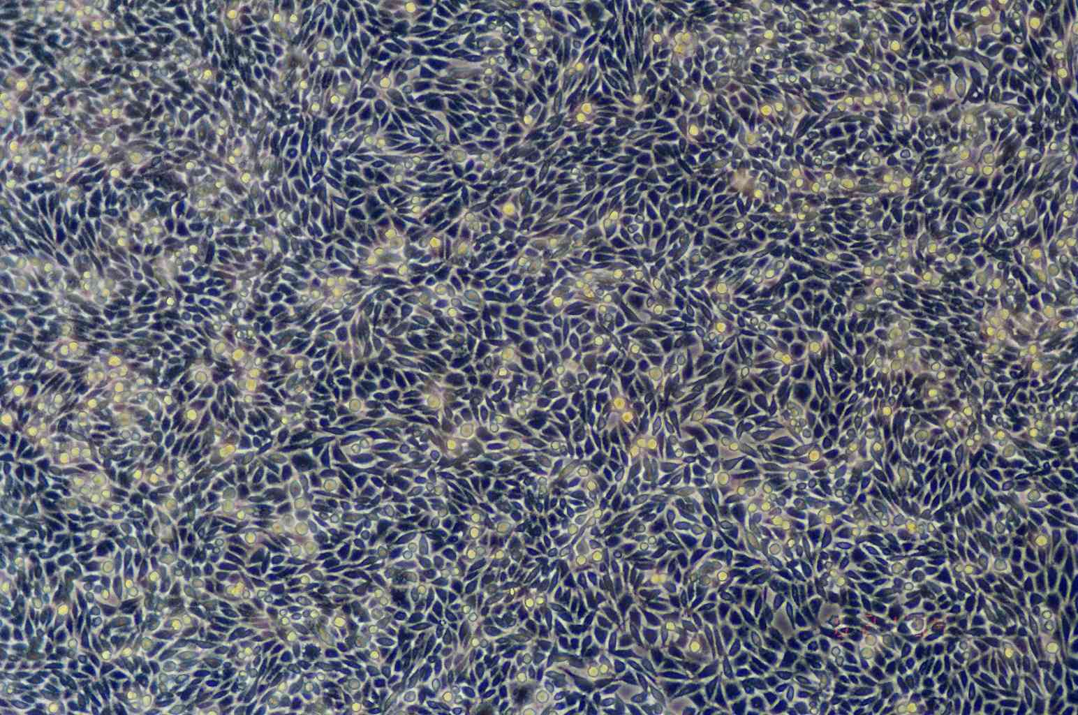 L Wnt-3A细胞图片